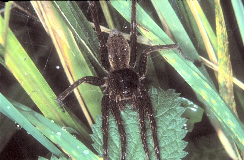 Dolomedes_plantarius_P1069_O_85_Les Gris_Frankrijk.jpg